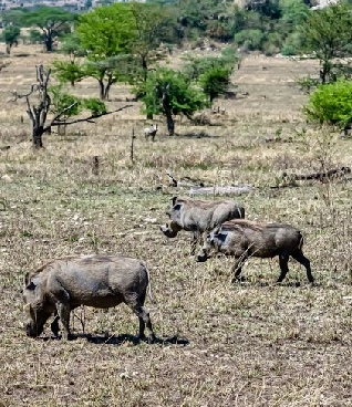 south africa 4